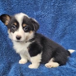 Jasmine - Black and tan female Pembroke Welsh Corgi puppy in Castle Rock, Washington from Heckman Corgis