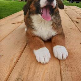 Companion Cross and Saint Bernard Puppies from Coleman Saint Bernards of Ohio