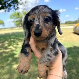 Loretta - Dapple female Dachshund puppy in Goldthwaite, Texas from Mini Mama Dachshunds