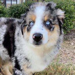 Australian Shepherds from 4V Aussies