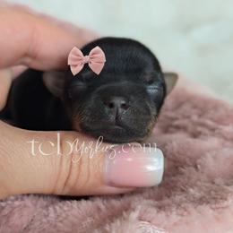 Melody - Black and tan female Yorkshire Terrier puppy in Greenwood County, South Carolina from TCB Yorkies