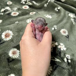 Chihuahua Puppies from Walley Farms