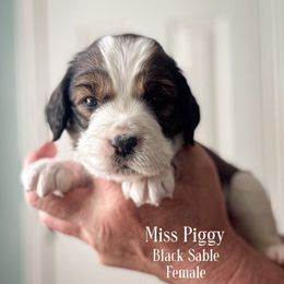 Miss Piggy - Liver and white female English Springer Spaniel puppy in Tupalo, Mississippi from Butterfield Trail Farm