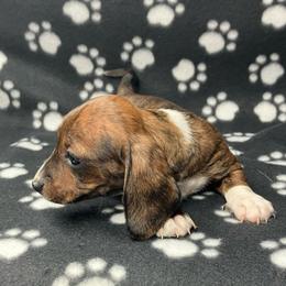 Purple - Piebald female Dachshund puppy in Saint Albans, Maine from Australian Cattle Cuties and littles