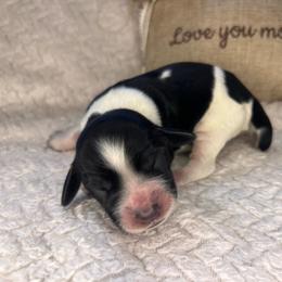 Strawberry - White and black female English Springer Spaniel puppy in Swainsboro, Georgia from Sweet Georgia Springers
