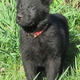 German Shepherd Puppies from Parsons German Shepherds