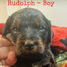 Rudolph - Phantom male Bernedoodle puppy in Sherman, Illinois from Shirl Doodle Life