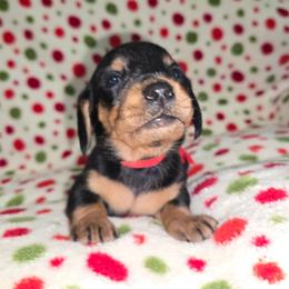 Red - Black and tan female Dachshund puppy in Kalama, Washington from Neeley Family's Weenies
