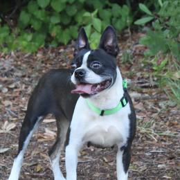Roxy - Boston Terrier