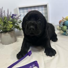 Purple - Black female Labrador Retriever puppy in Newton Grove, North Carolina from Wayalife Labradors & Gsp’s