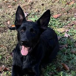 Orange Collar Bi-Color Male - Bi-color male German Shepherd puppy in Cumberland Gap, Tennessee from Royal Port K-9
