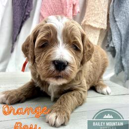 Orange Boy - Red  male Goldendoodle puppy in Travelers Rest, South Carolina from Bailey Mountain Doodles