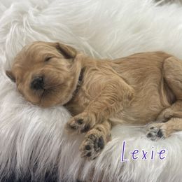 Lexie - Apricot female Goldendoodle puppy in Jonesboro, Arkansas from Honeysuckle Creek Goldendoodles