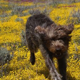 Golden Retrievers and Wirehaired Pointing Griffons from Woodecoy Golden Retrievers and Wirehaired Pointing Griffons