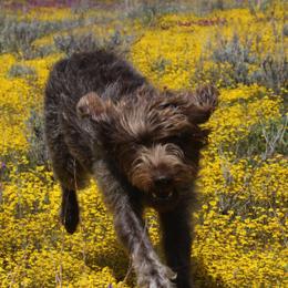 Golden Retrievers and Wirehaired Pointing Griffons from Woodecoy Golden Retrievers and Wirehaired Pointing Griffons