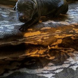 Blue - Black male Labrador Retriever puppy in Lawton, Michigan from DuckAlly Kennel
