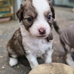 Halo - White and chocolate male Chinese Crested puppy in Frederick, Maryland from Lovable Cresteds