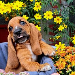 Basset Hound and Beagle Puppies from Orange Mountain Basset Hounds & Beagles