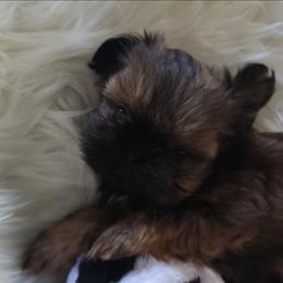 Mario - Black and tan male Shih Tzu puppy in Peoria, Arizona from Shihtzucircusaz