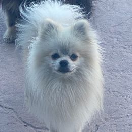 Bear - Pomeranian