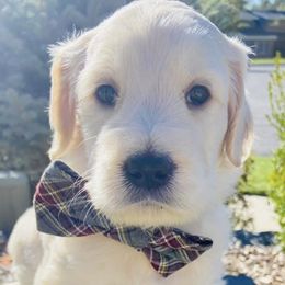 Cavapoos, Goldendoodles, and Poodles from Alpine Poodle and Doodle