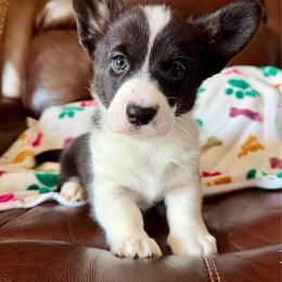 Black Female 1 - Black and white female Cardigan Welsh Corgi puppy in Thornton, New Hampshire from Dinger’s Dogs