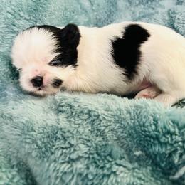 Spot - Black and white male Shih Tzu puppy in Hawthorne, Florida from Simply Southern Shihtzus
