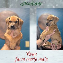 Roan - Merle male Great Dane puppy in Roseau, Minnesota from UNDAD'S KENNELS
