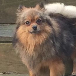 Pomeranians from Twins Heavenly Sent Pomeranians