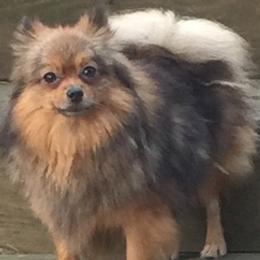 Pomeranians from Twins Heavenly Sent Pomeranians