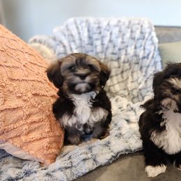 Havanese Puppies from Juniper Grove Havanese