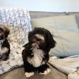 Havanese Puppies from Juniper Grove Havanese