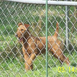 Amber - Irish Terrier