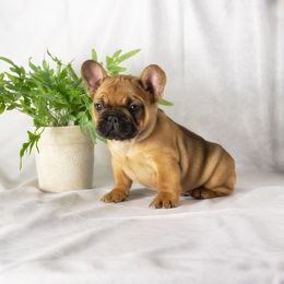 French Bulldog and Pug Puppies from FurEver Canine