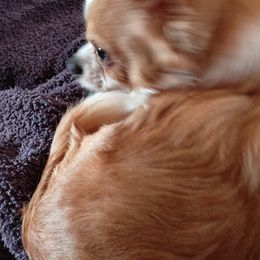 Chihuahuas from Makin' Memories to last