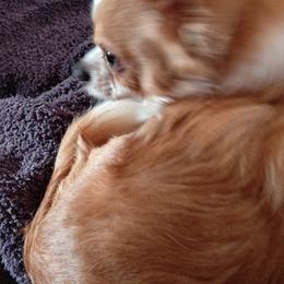 Chihuahuas from Makin' Memories to last