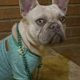 French Bulldogs from Atomic Dog Kennels