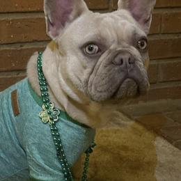 French Bulldogs from Atomic Dog Kennels