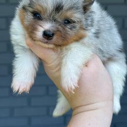 Disney - Blue merle female Pomeranian puppy in Newark, Ohio from Keeperofstars Pomeranians