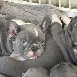 French Bulldog Puppies from High Tide Frenchies