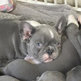 French Bulldog Puppies from High Tide Frenchies