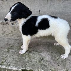 Elf - Black male Borzoi puppy in Clinton, Tennessee from Ivanhoe Borzoi