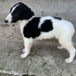 Elf - Black male Borzoi puppy in Clinton, Tennessee from Ivanhoe Borzoi