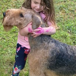 Airedale Terriers and Lakeland Terriers from Wood Note Airedale & Lakeland Terriers