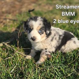 Streamer - Blue merle male Miniature Australian Shepherd puppy in East Berlin, Pennsylvania from Stoney Point Frenchies & Mountain Top Shepherds