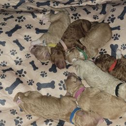 French Bulldog and Goldendoodle Puppies from Good Vibes Puppies