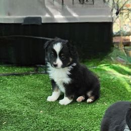 Kelso - Black tri male Toy Australian Shepherd puppy in Snowflake, Arizona from Halfpint Aussies