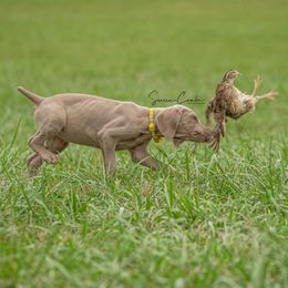 Weimaraners and Wirehaired Vizslas from Willow Ridge Kennel