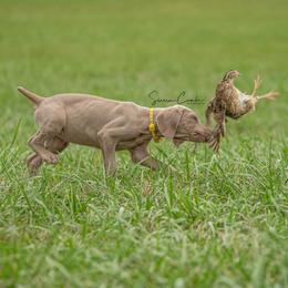 Weimaraners and Wirehaired Vizslas from Willow Ridge Kennel