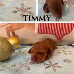 Boy 3 - Dapple male Dachshund puppy in Saint Paul, Minnesota from Vibrant Eyes Doxies